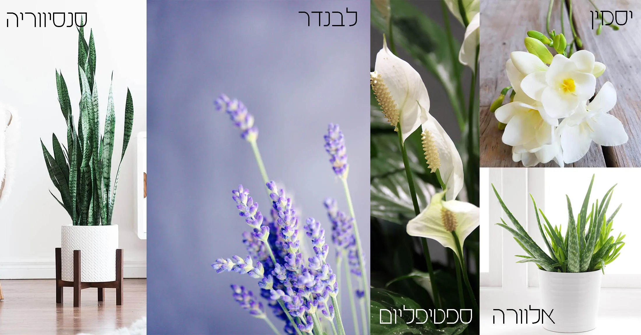 צמחים מתאימים לחדר שינה